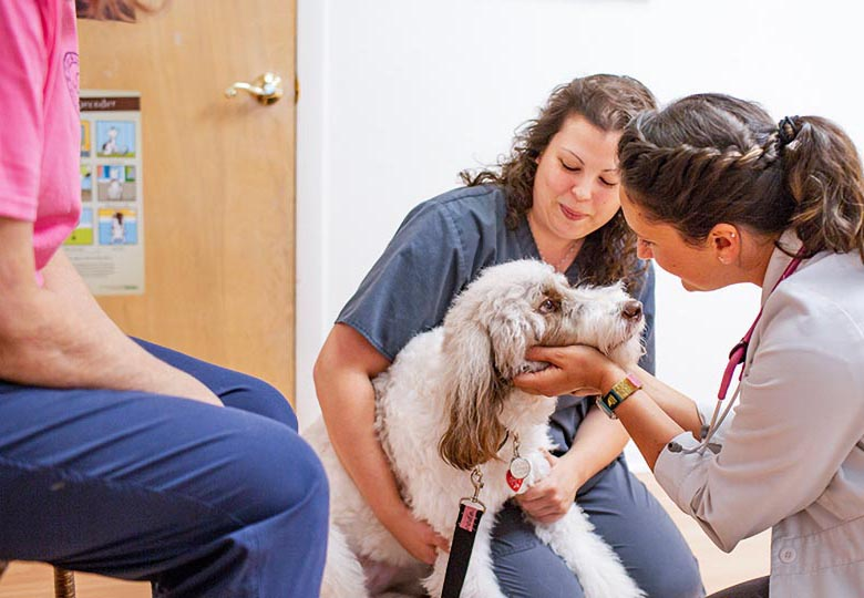 Pet Emergency Care Just Got Easier with South County’s First Urgent Care Facility