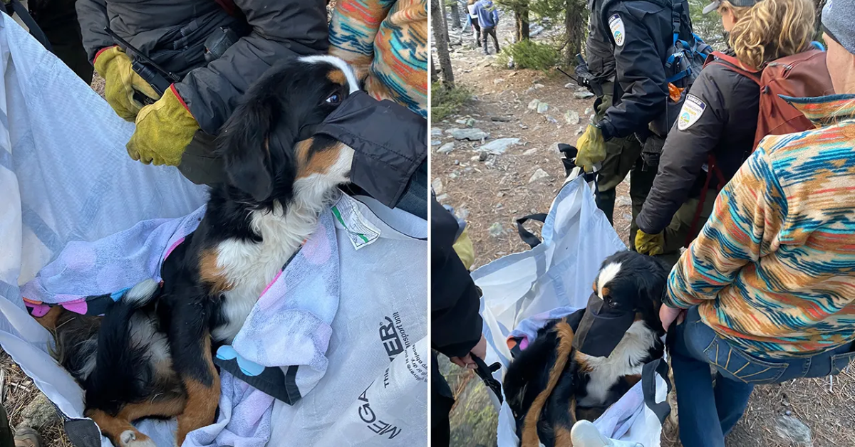 Dog Missing for a Month in Colorado Wilderness Found by Kind Stranger