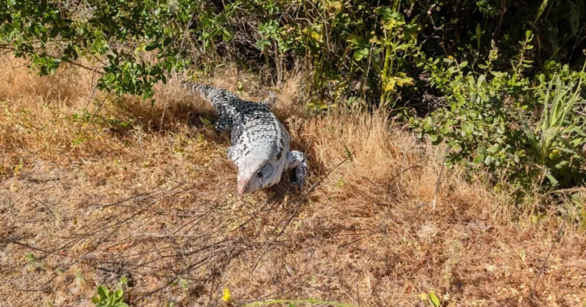 Giant Lizard Makes an Unexpected Appearance in Santa Clara County Park