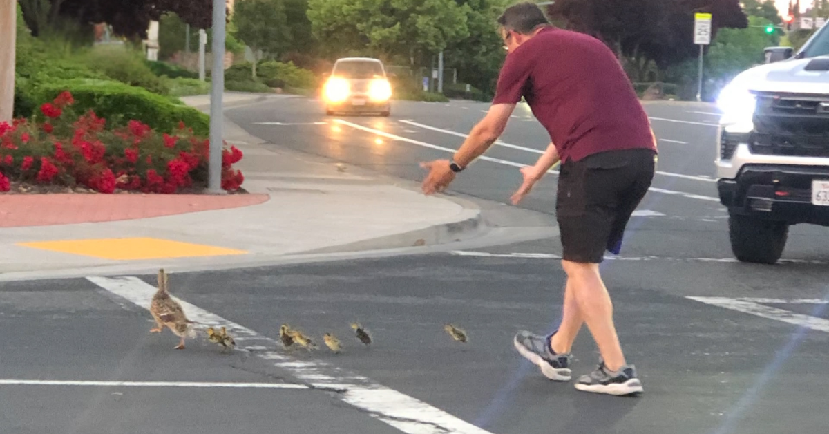 Heroic Act Turns Tragic: 52-Year-Old Man Hit by Car While Helping Ducks Cross Highway