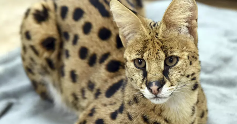 Raid on Drug Traffickers Leads to Shocking Discovery of African Wildcats in Pennsylvania