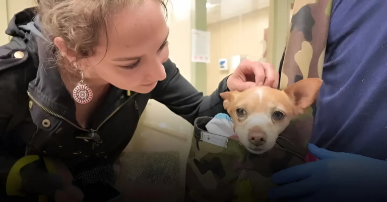 Chihuahua's Attack in UWS Triggers Arrest Warrant for Pit Bull Owner