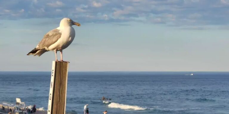 Humidity Briefly Retreats in New Jersey, but Storms and Muggy Air Return Sunday