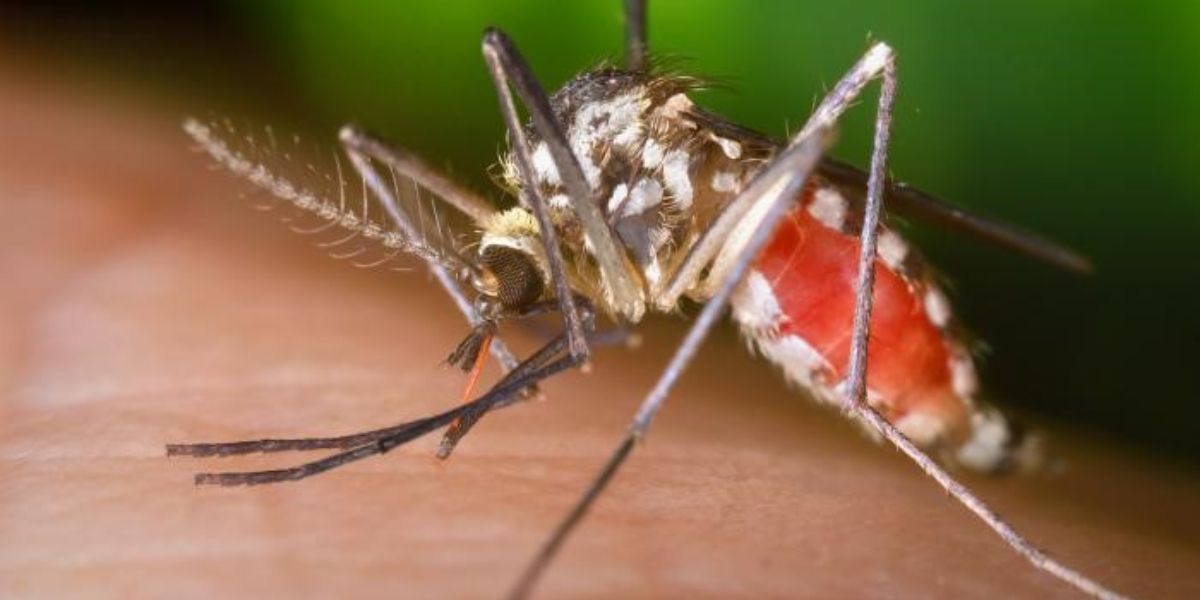 Two Tennessee Children Recovering after Contracting Rare Mosquito-Borne La Crosse Virus